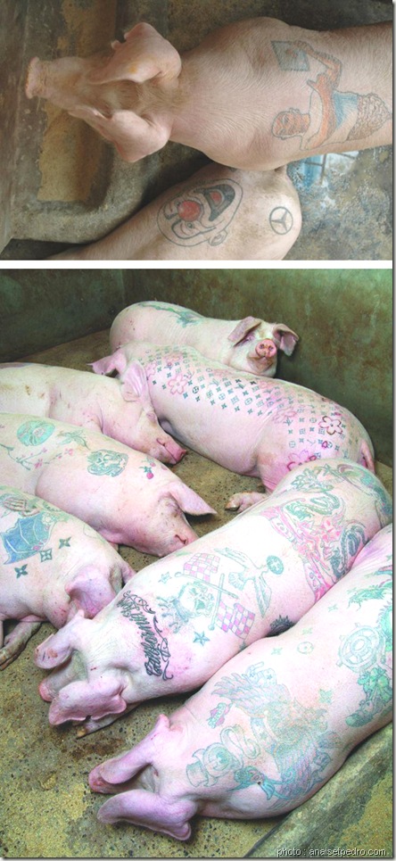 Wim Delvoye-cochon tatoué-de l'art ou du cochon-www.wonderful-art.fr